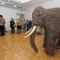 Mamut jede do Slováckého muzea (800x531, 74.48 KB)