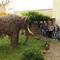 Mamut jede do Slováckého muzea (800x531, 101.11 KB)
